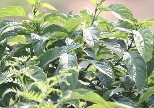 蓼大青叶的功效与作用 蓼大青叶的功效与作用图片