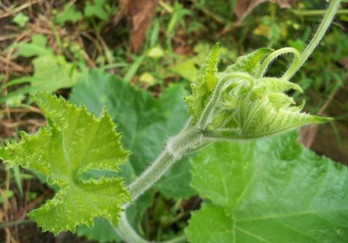 南瓜藤有什么功效和作用 南瓜藤有什么功效和作用禁忌