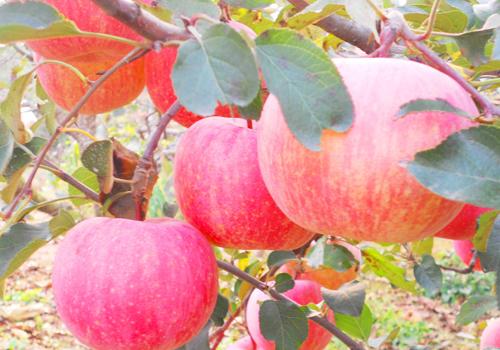 吃苹果有什么好处（吃苹果有什么好处和坏处）