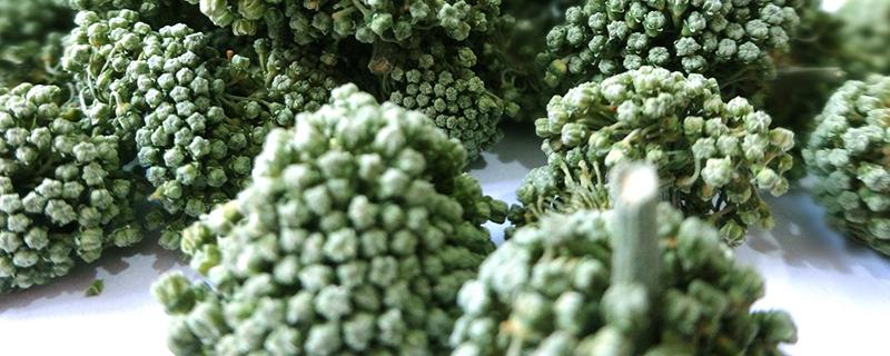 三七花泡水的正确方法(三七花泡水的正确方法图片)