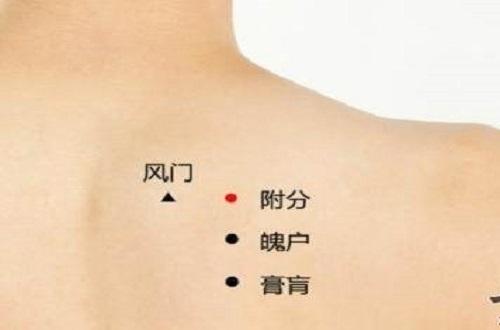 附分的准确位置图片 附分准确位置图和作用