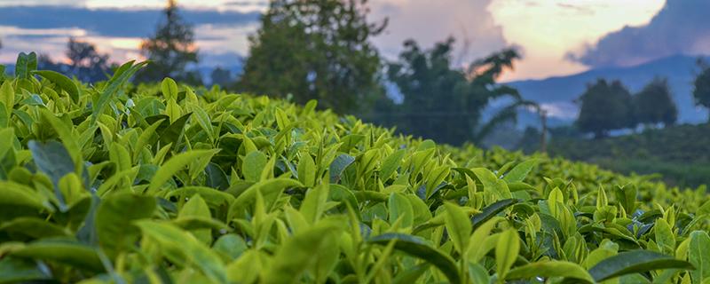 海棠茶叶的功效与作用 海棠叶茶的副作用