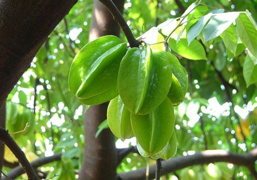 苹果可以和杨桃一起吃吗 杨桃千万别和这些食物一起吃