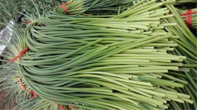 蒜薹的功效与作用（蒜苔的功效与作用及营养价值）