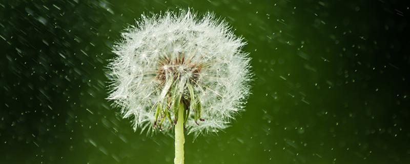 蒲公英叶和根的功效是否一样（蒲公英叶和根的功效一样吗?）