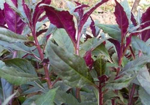 红背菜什么人不能吃 这8种人群需要注意！