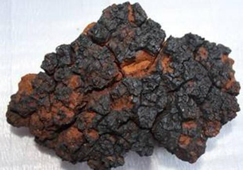 桦树茸的功效与作用（桦树茸的功效与作用多少钱一斤）