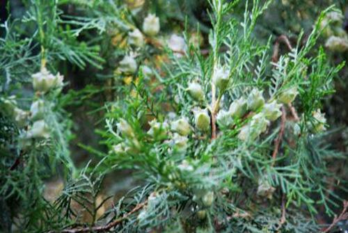 柏树籽的营养价值 柏树籽的营养价值及功效