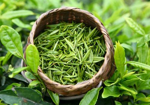 喝什么茶减肥效果最好 喝什么茶减肥效果最好减脂肪