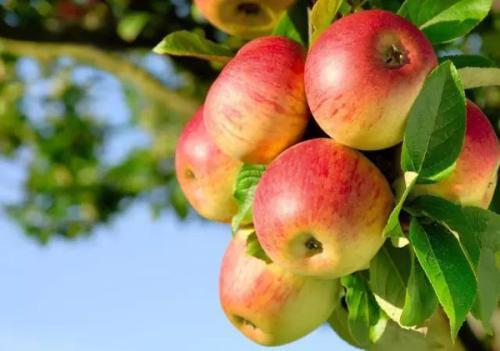 苹果饭前还是饭后吃最好 苹果饭前还是饭后吃