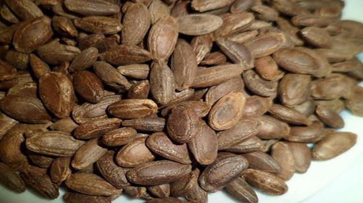 炒瓜蒌子的功效与作用 炒瓜蒌子的功效与作用及食用方法