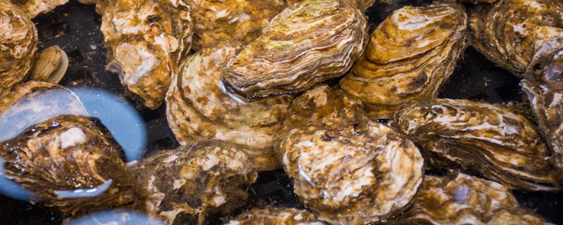 海蛎子蒸几分钟就可以吃了 海蛎子可以天天吃吗