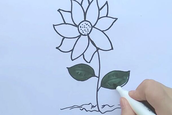 小雏菊简笔画 小雏菊怎么画