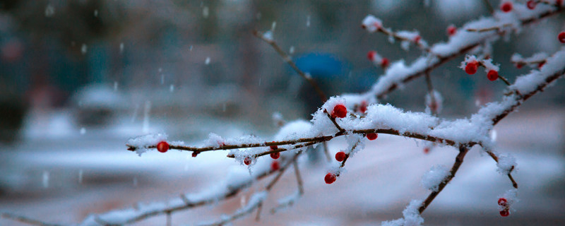 小雪大雪又一年还是大寒小寒又一年 小雪大雪又一年对吗