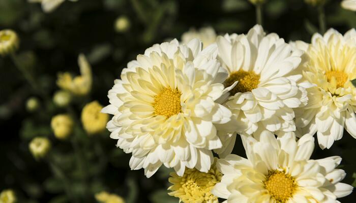 古诗菊花拼音版 菊花注音版古诗元稹