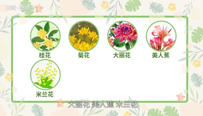 九月开什么花  九月份有什么花开