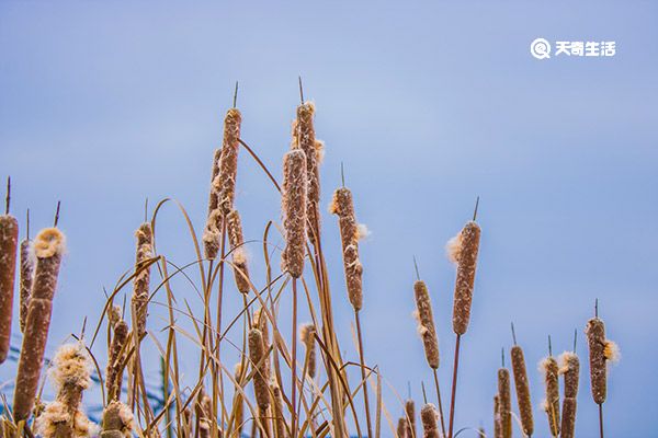 东方香蒲的功效与作用 东方香蒲有什么功效