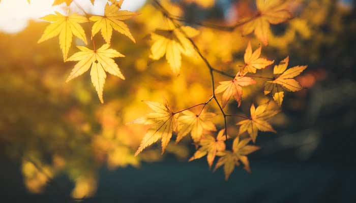 根据四季仿写春夏秋冬句子 仿写春夏秋冬写四句话