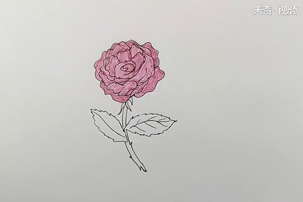 月季花简笔画