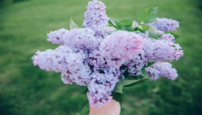 丁香花花语 丁香花有什么花语