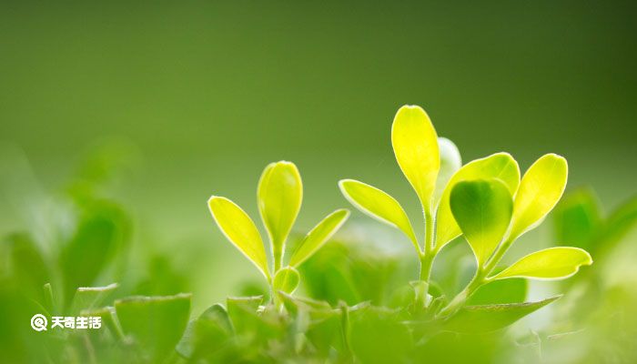 水杉是什么植物 水杉是什么样的