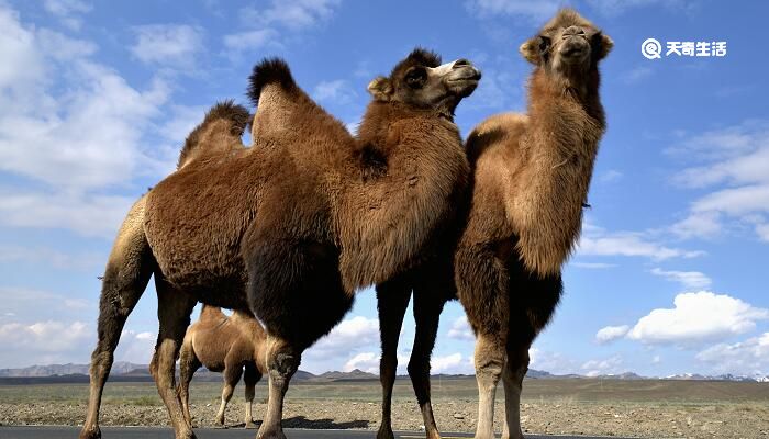 骆驼有几个胃 骆驼有多少个胃