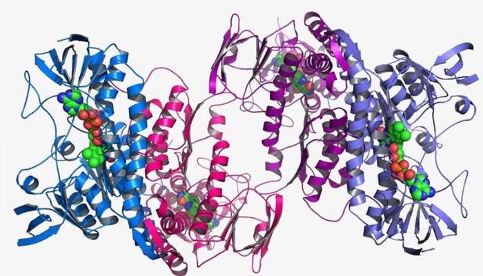 氨基酸是高分子化合物吗 氨基酸是不是高分子化合物