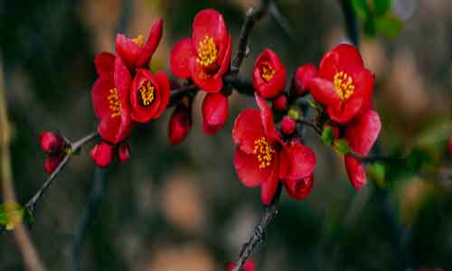 一支梨花压海棠什么意思 什么叫一枝梨花压海棠