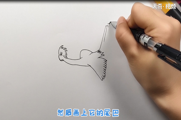 杜鹃鸟简笔画