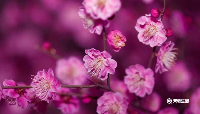 常州市春季赏花去哪里  常州春季赏花攻略