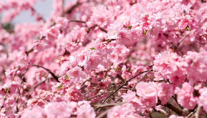 常州市春季赏花去哪里  常州春季赏花攻略