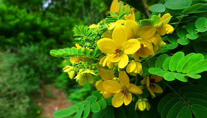 槐树花有毒吗 槐树花有没有毒