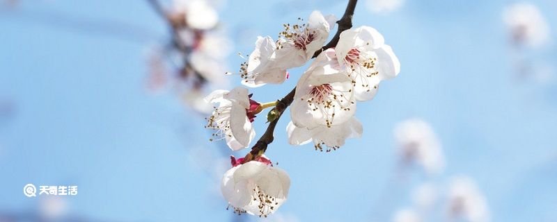 一番桃李花开尽唯有青青草色齐的翻译 唯有青青草色齐的翻译