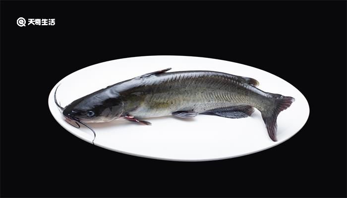 黑鱼又叫什么鱼名称 黑鱼又叫什么鱼