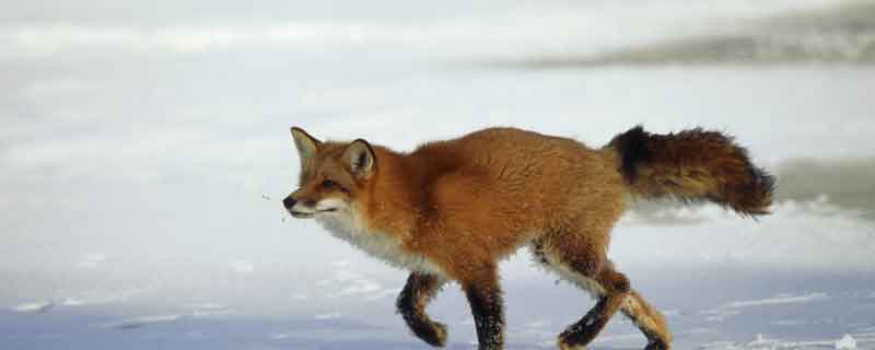 列那狐的故事列那是一只怎样的狐狸 列那狐是一只怎样的狐狸
