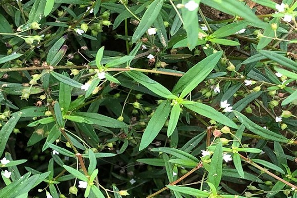 伞房花耳草的功效与作用 伞房花耳草有什么作用