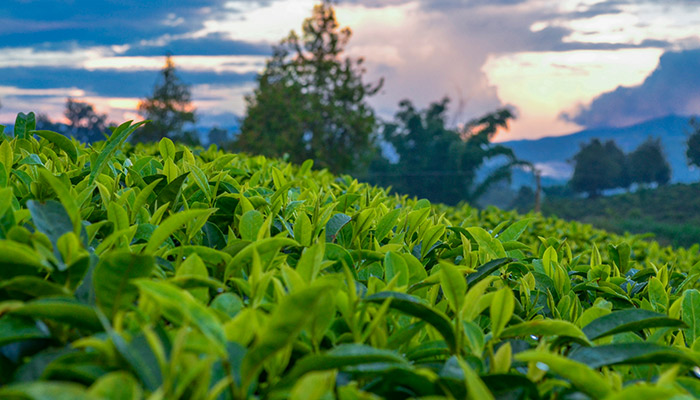 普洱生茶和熟茶的区别 普洱生茶和熟茶的区别是什么