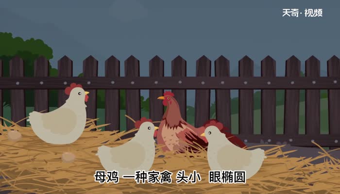 母鸡的意思 母鸡什么意思