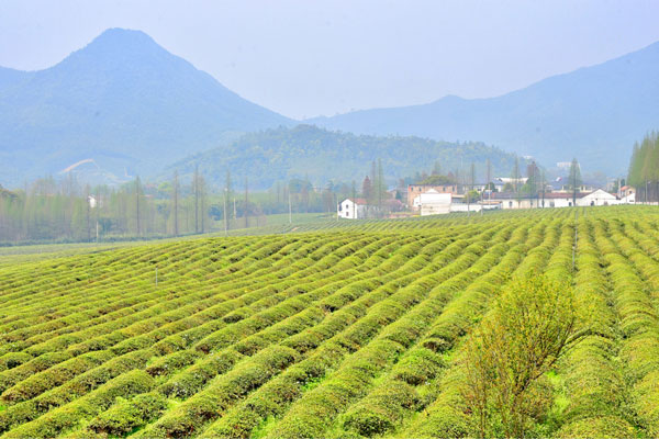 莫干山什么时候去最好 