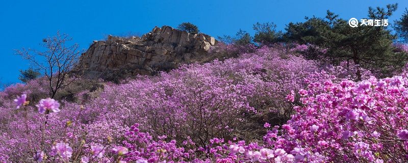 鸡西市春季赏花去哪里 推荐鸡西市春季赏花好去处