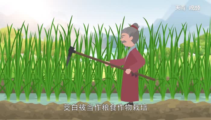 茭白是什么  茭白是蔬菜吗