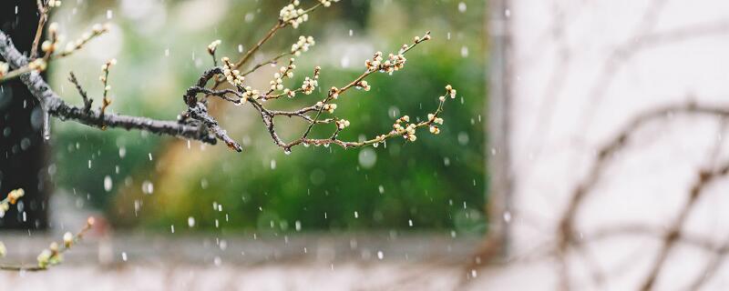 雪梅的题目意思是什么 雪梅这个题目是什么意思