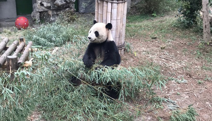 蚩尤的坐骑是熊猫吗 蚩尤的坐骑是不是熊猫