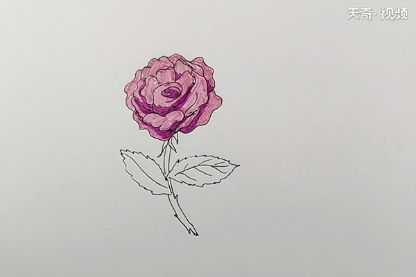 月季花简笔画