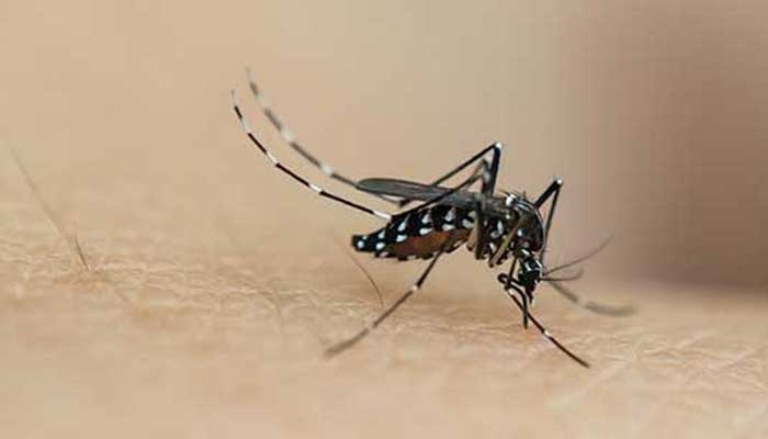 蚊子多少度会热死 蚊子能承受多少度的高温