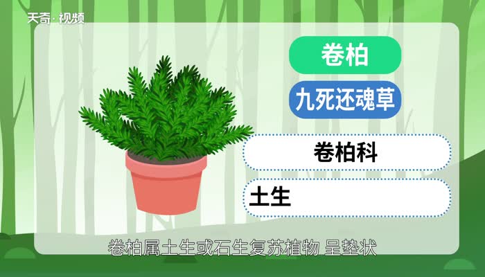 卷柏是什么植物  卷柏知识大全