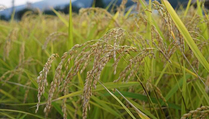 白露节气哪些农作物成熟 白露节气收获哪些农作物