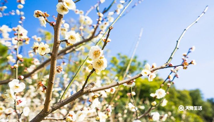 鸡西市春季赏花去哪里 推荐鸡西市春季赏花好去处