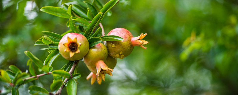 亚热带范围 我国亚热带范围