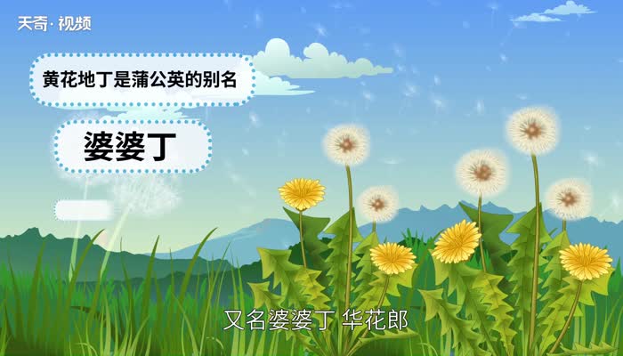 黄花地丁的别名叫什么 黄花地丁又叫什么